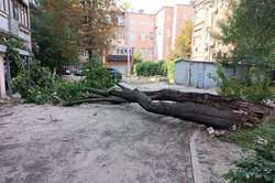 У Харкові на під’їзд впало дерево (ФОТО)