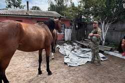 Покинутий кінний клуб на Харківщині: хто ним опікується