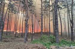Горят хвойные леса в Харьковской области: в чем причина