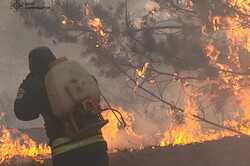 Окупанти підпалили ліс на Харківщині (ФОТО)