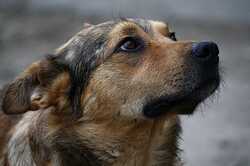 Нове життя: як у Німеччині живуть собаки з Харкова (ФОТО)