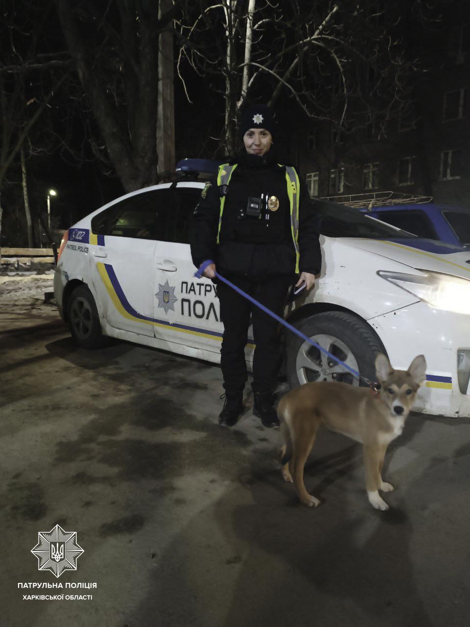 покинули собаку в Харкові, притулок для тварин у Харкові